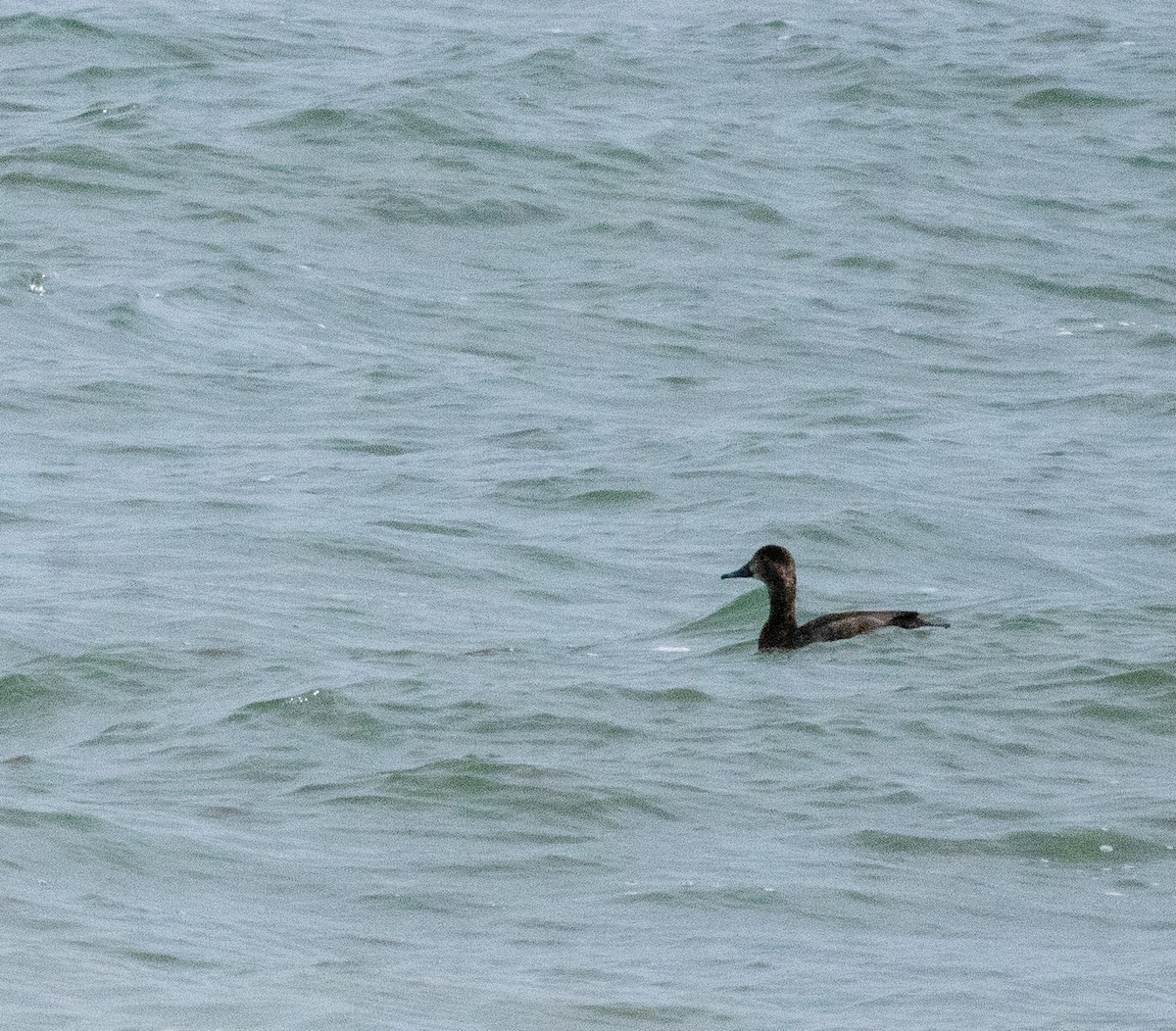 Redhead - ML646606149