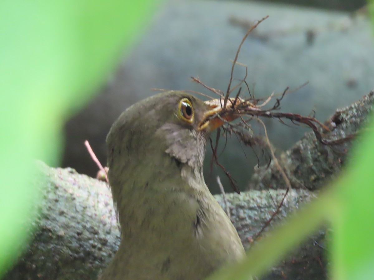 Merle de Christmas - ML646606150