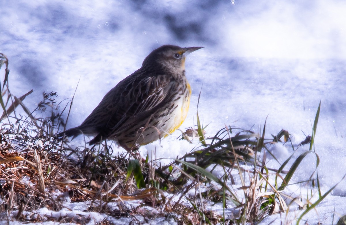 Batılı Tarlasığırcığı - ML646606151