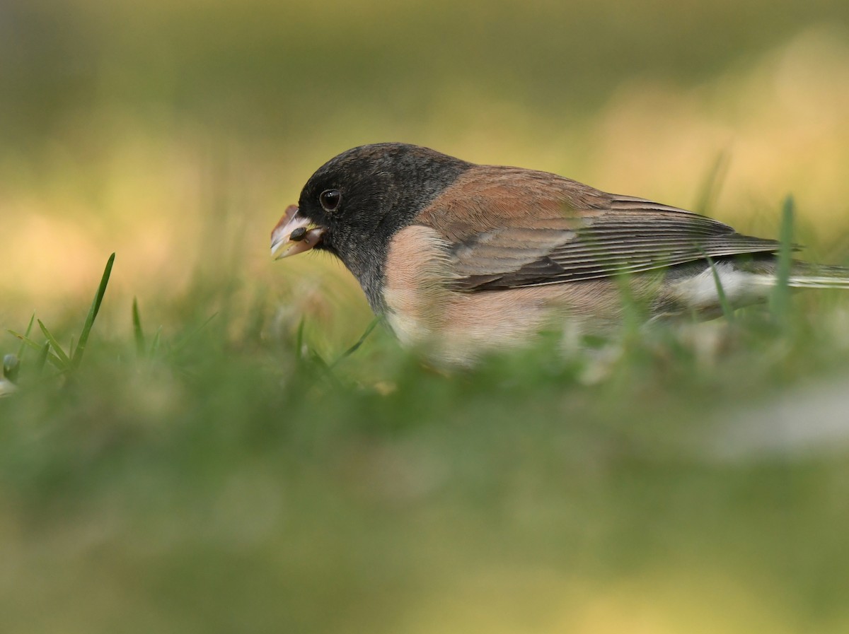 Dark-eyed Junco - ML646606155