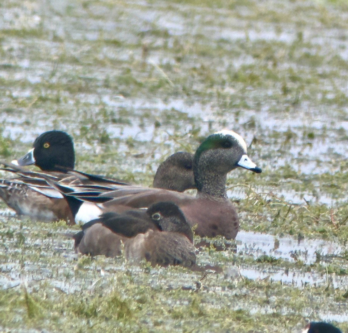 Silbón Americano - ML646606164