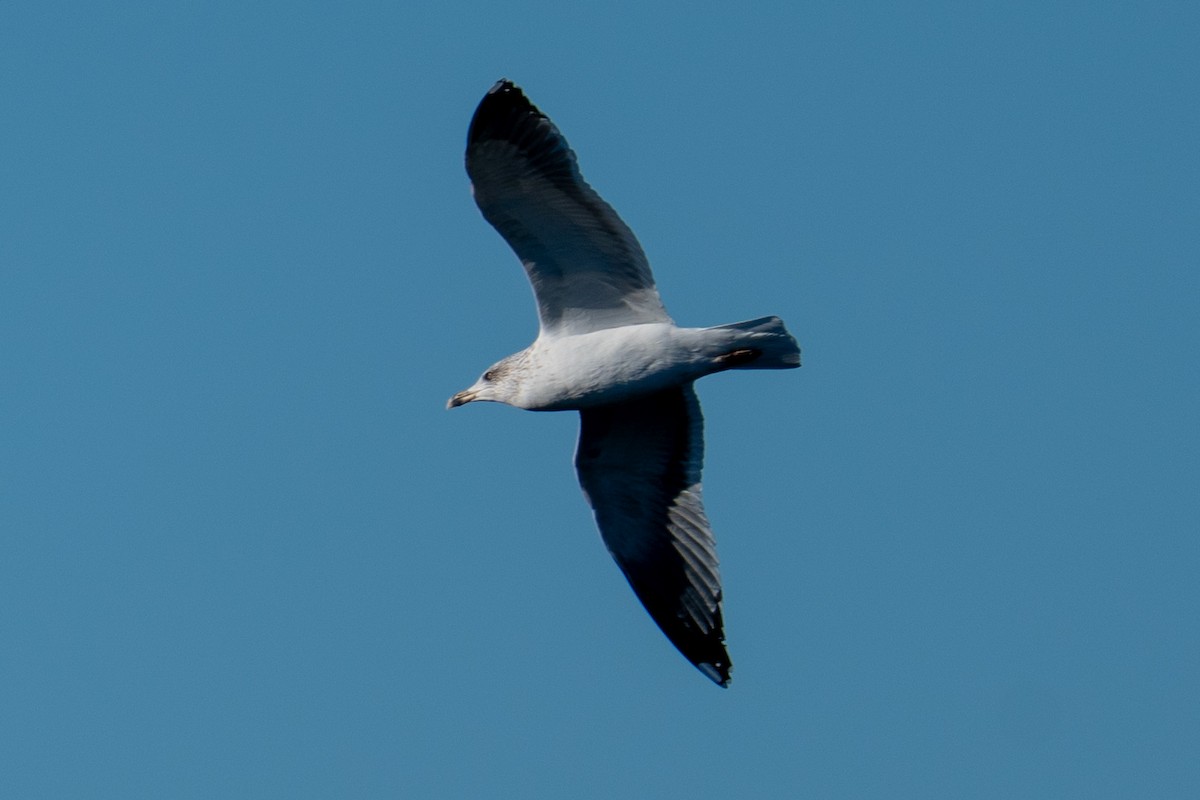 Lesser Black-backed Gull - ML646606171