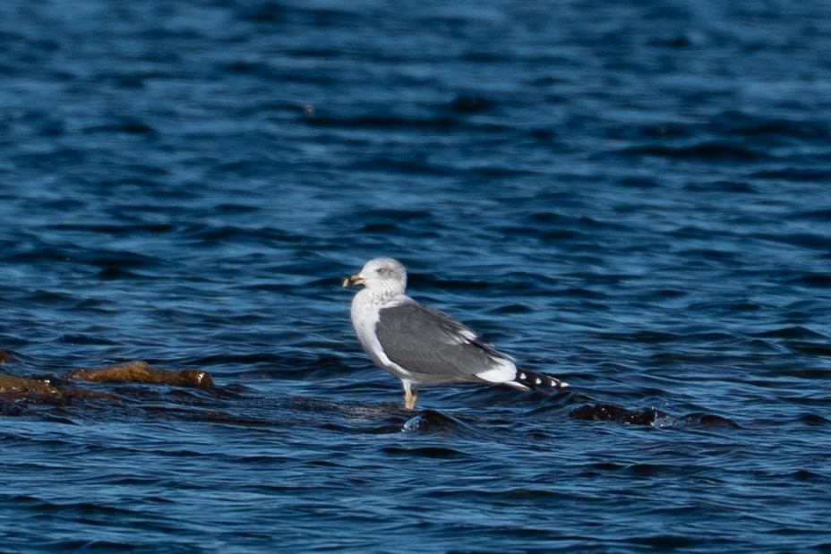 Lesser Black-backed Gull - ML646606173