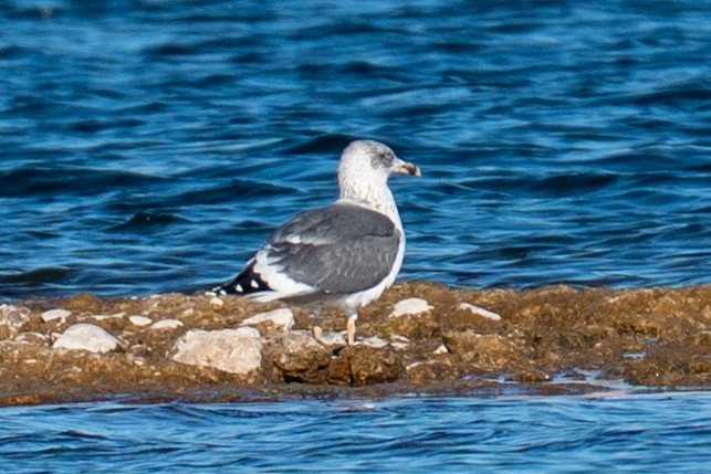 Lesser Black-backed Gull - ML646606174