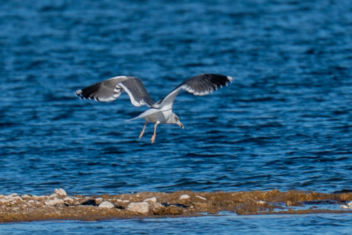 Lesser Black-backed Gull - ML646606175
