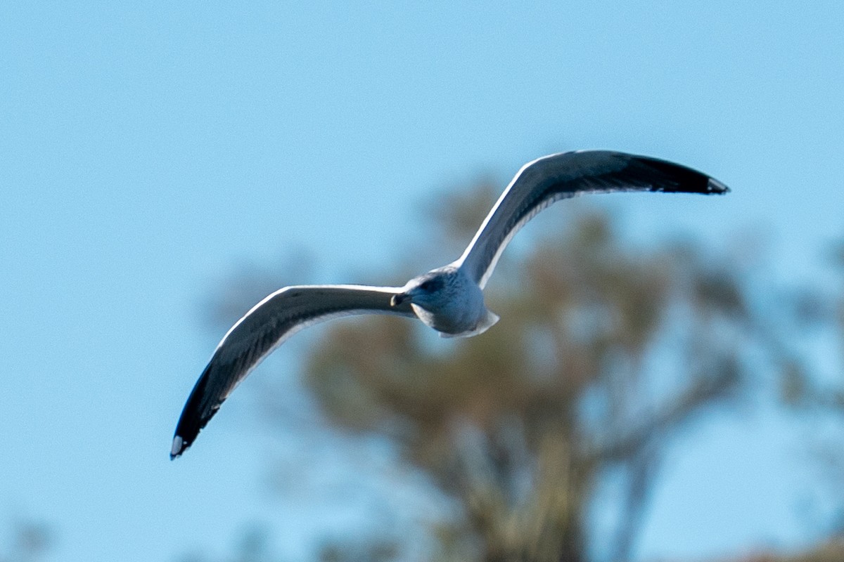 Lesser Black-backed Gull - ML646606176