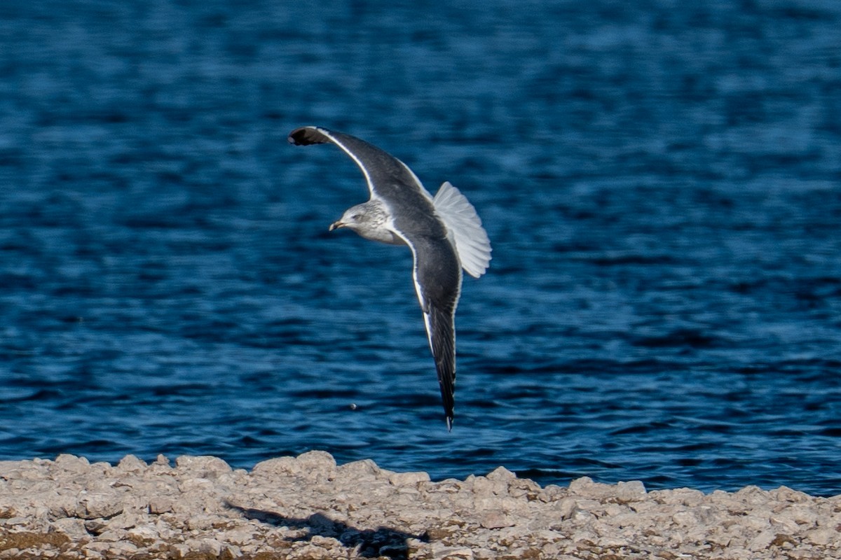 Lesser Black-backed Gull - ML646606177