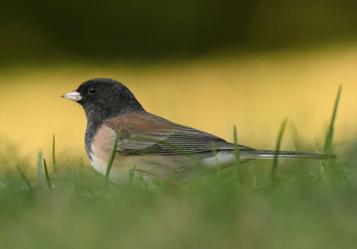 Dark-eyed Junco - ML646606180
