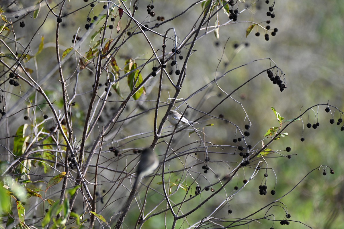Yellow-rumped Warbler - ML646606181