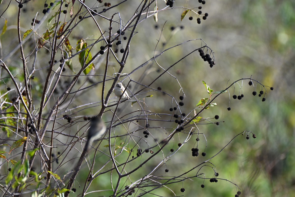 Yellow-rumped Warbler - ML646606182