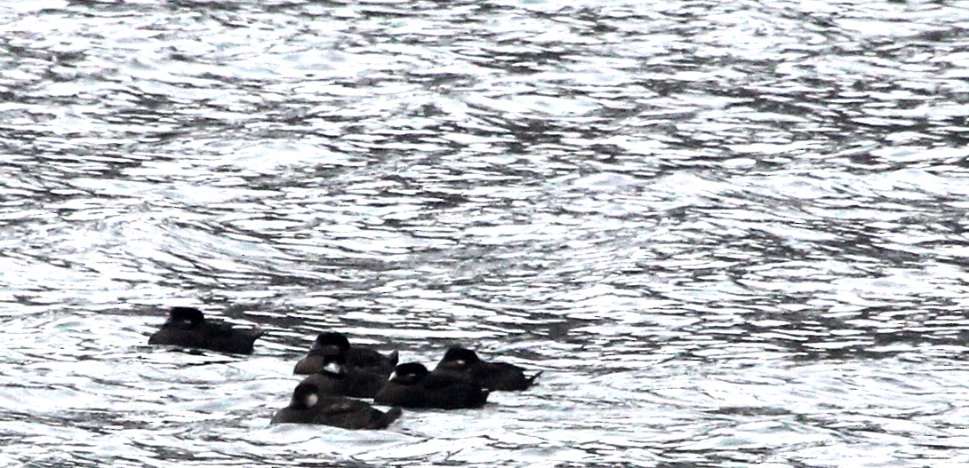 Surf Scoter - ML646606186