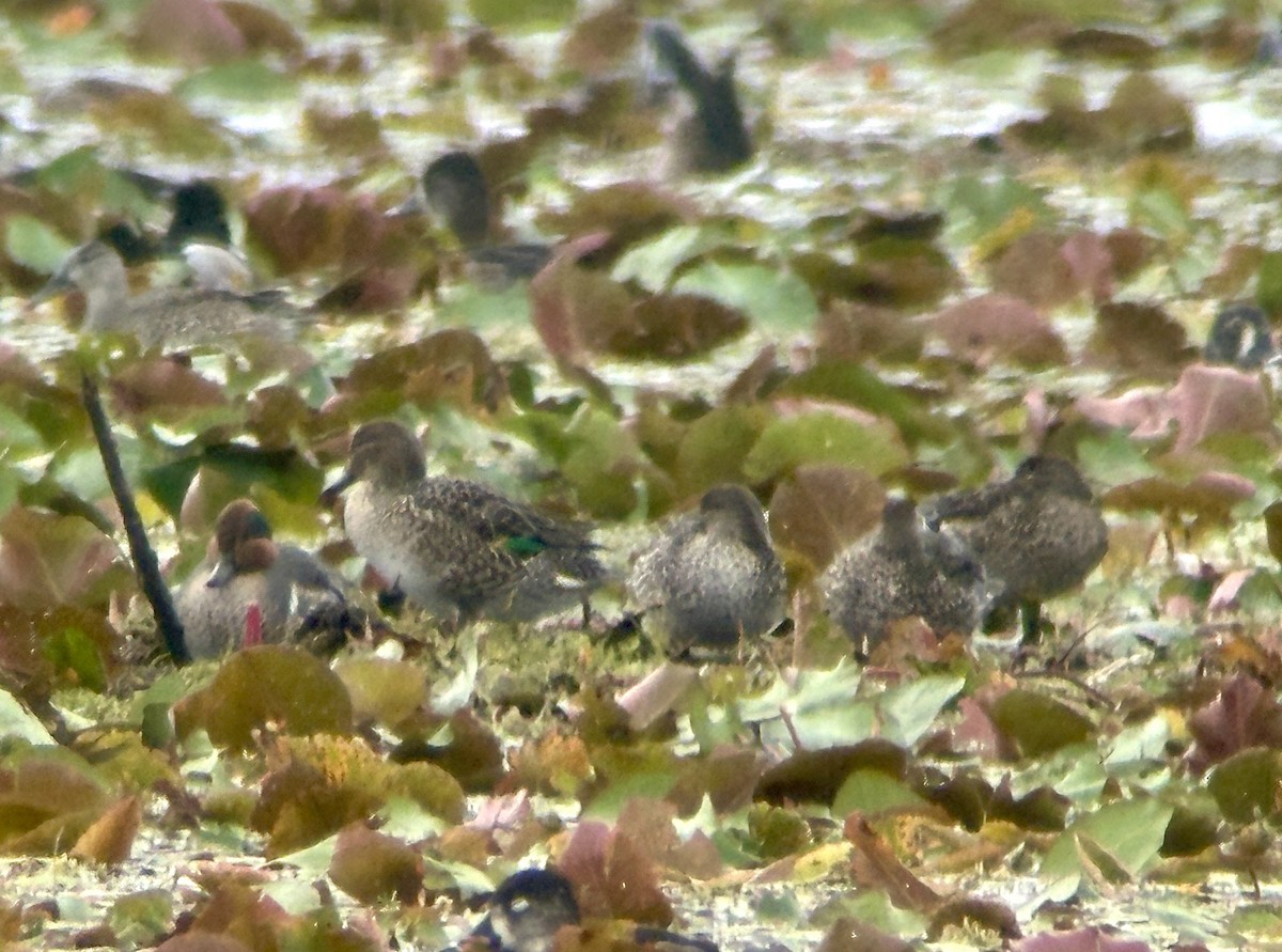 Cerceta Común - ML646606187