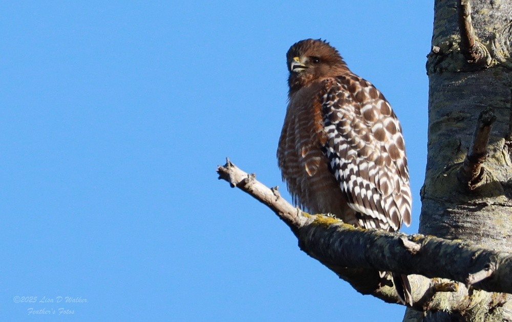 カタアカノスリ - ML646606188