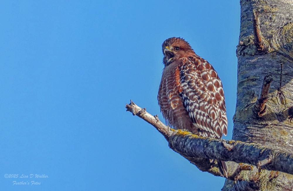 カタアカノスリ - ML646606189