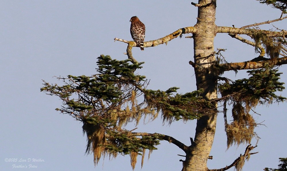 カタアカノスリ - ML646606190