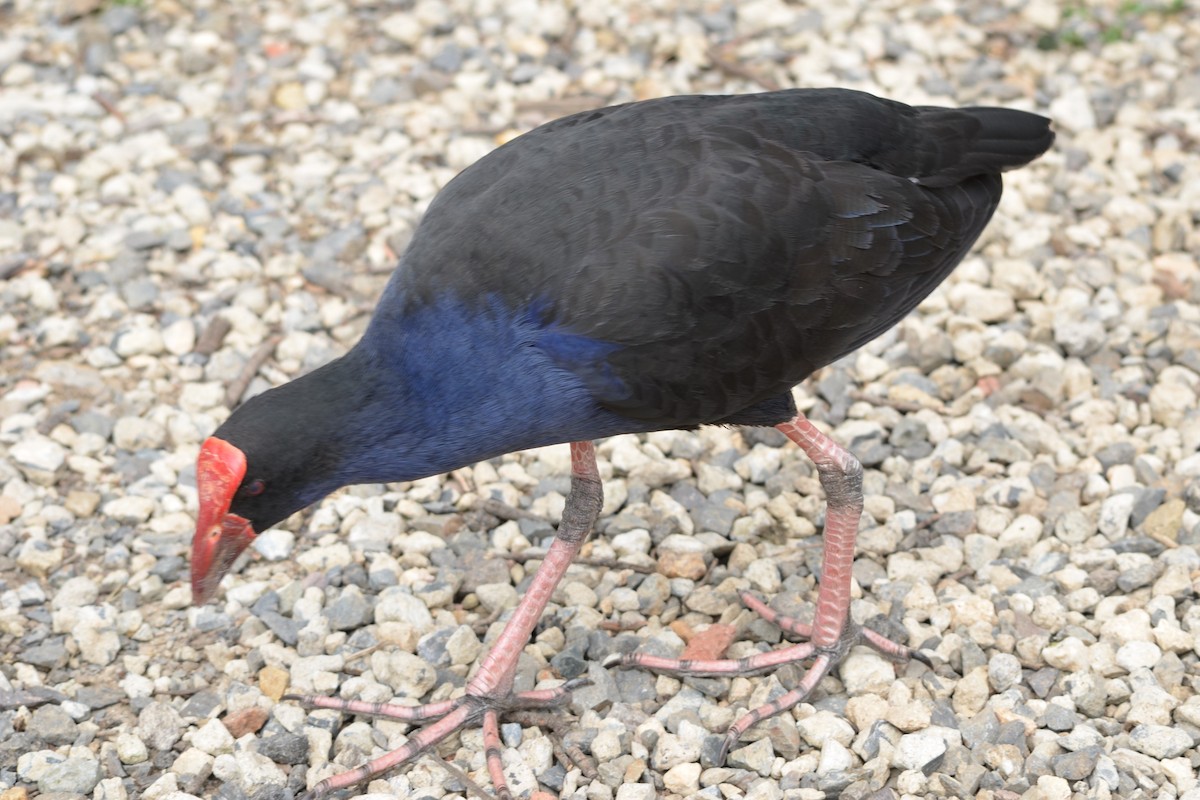 Australasian Swamphen - ML646606191