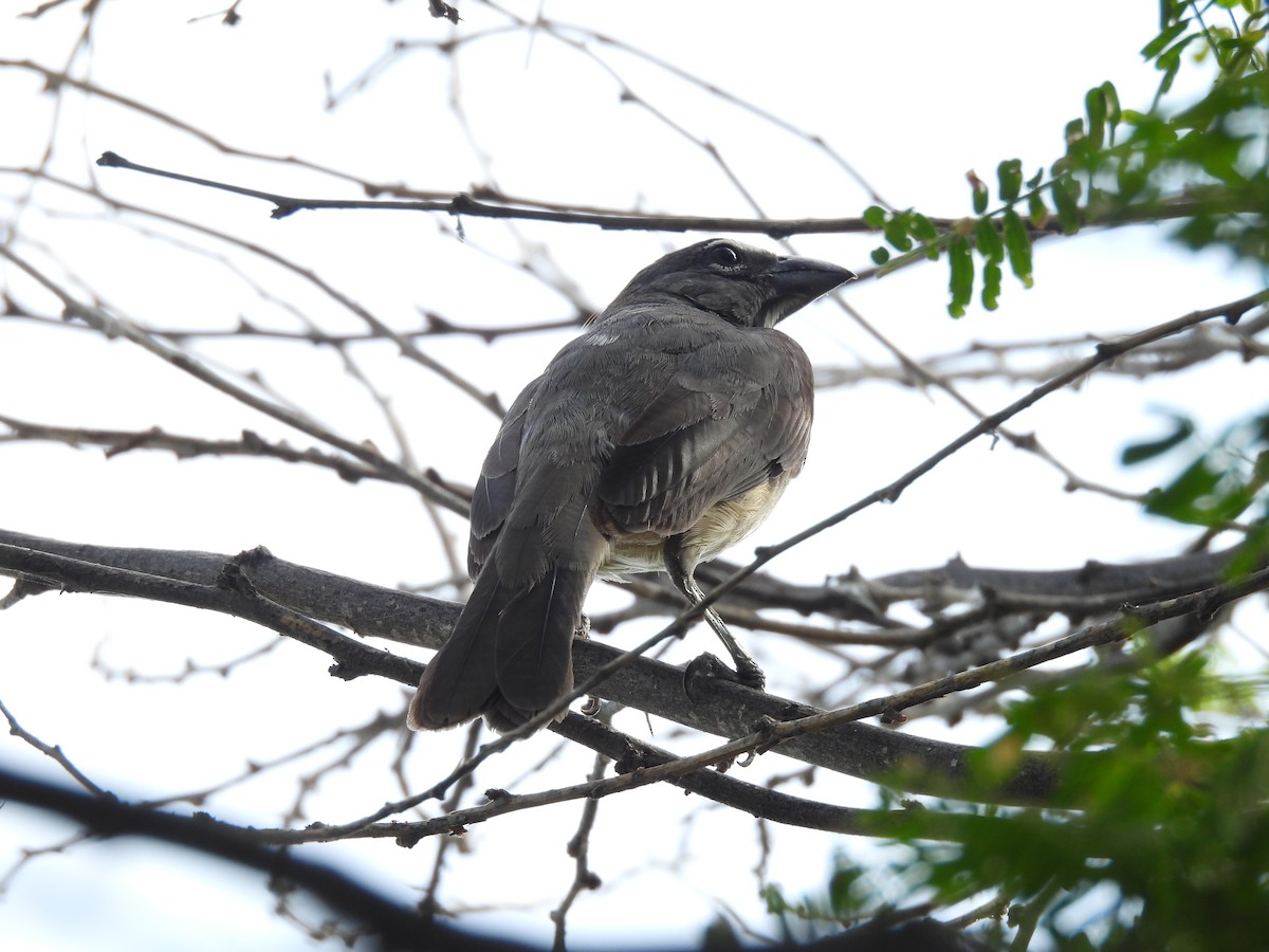 Olive-gray Saltator - ML646606192