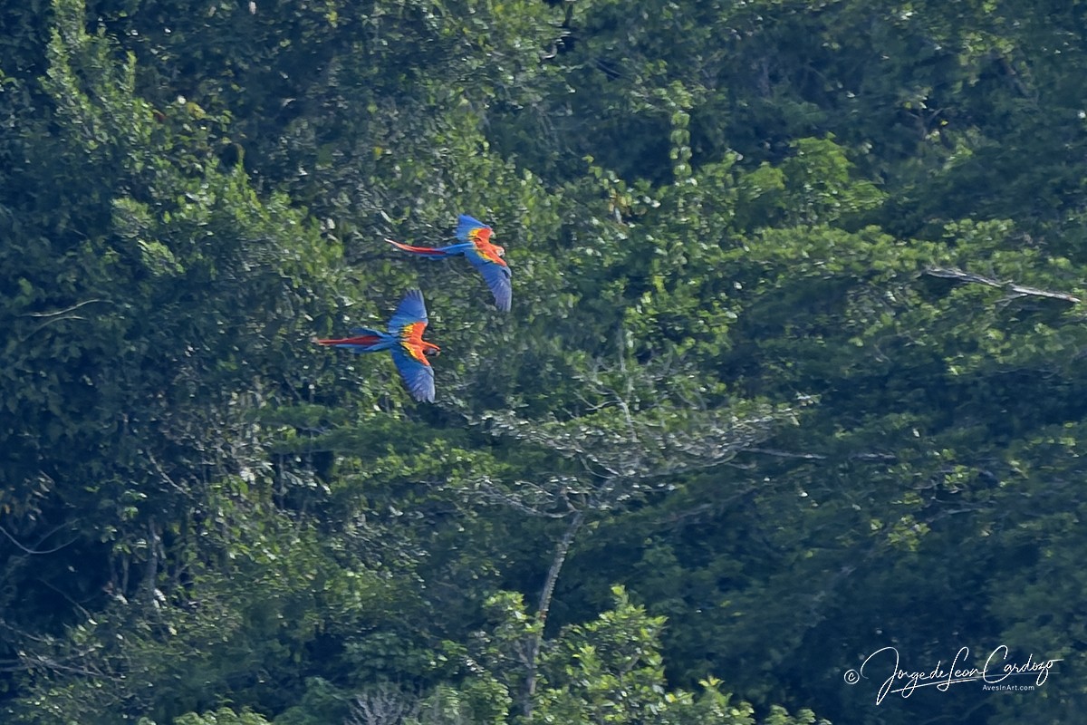 Красный ара - ML646606193