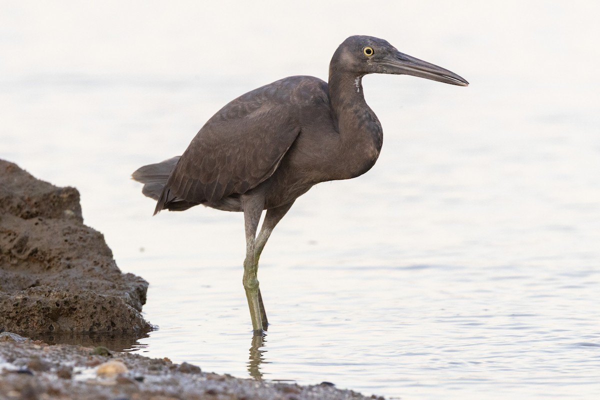 Pacific Reef-Heron - ML646606196