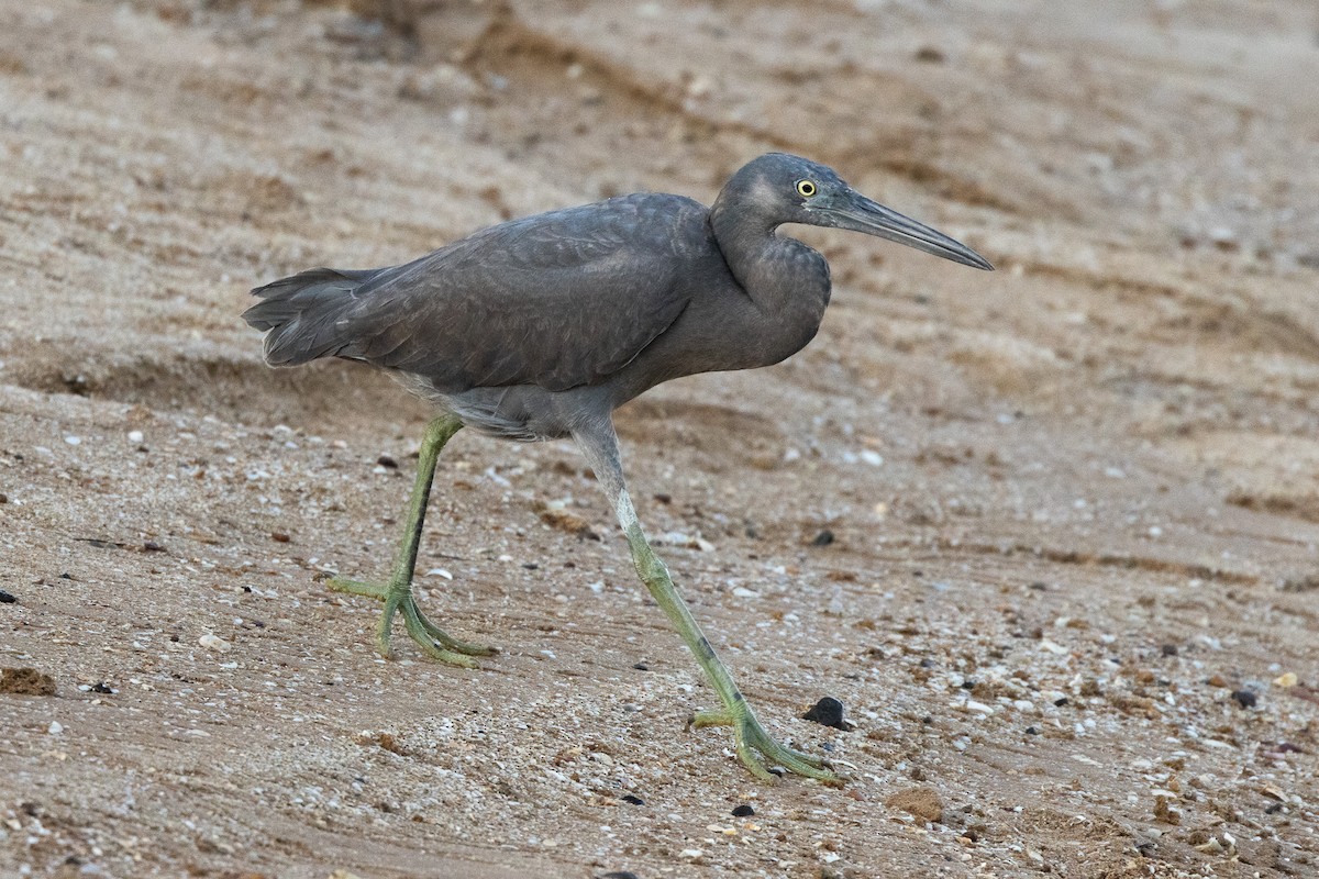 Pacific Reef-Heron - ML646606197