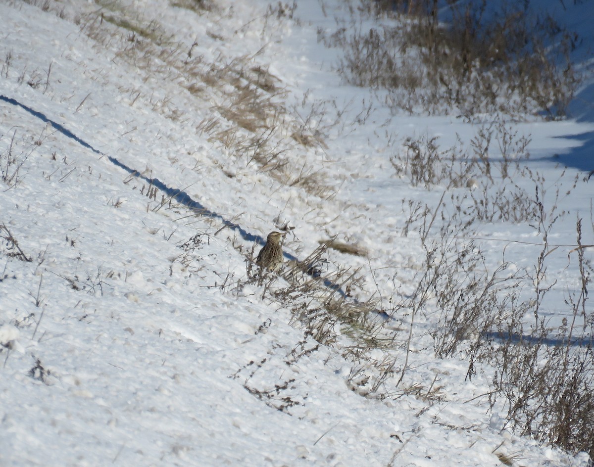 Western Meadowlark - ML646606199
