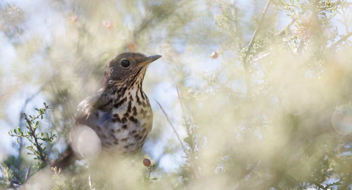 Hermit Thrush - ML646606200