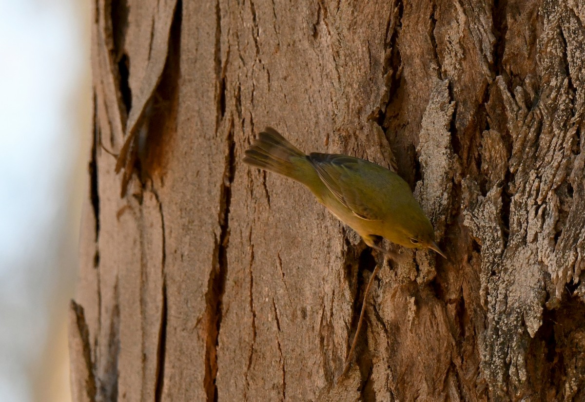 Orange-crowned Warbler - ML646606201