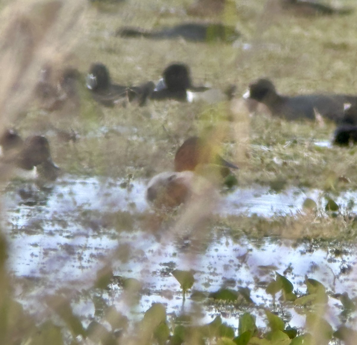 Porrón Coacoxtle - ML646606202