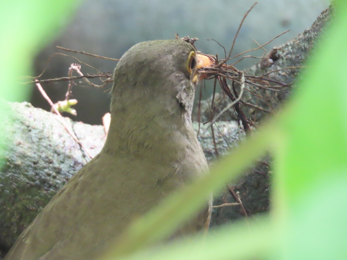 Merle de Christmas - ML646606203