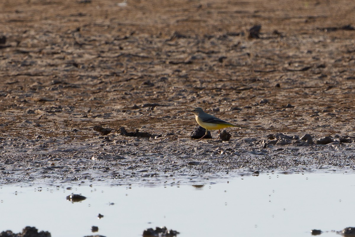 Gray Wagtail - ML646606204