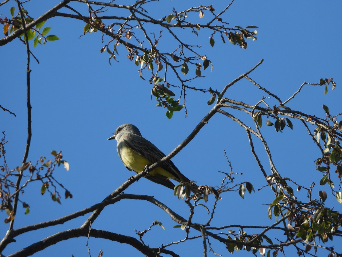 Cassin's Kingbird - ML646606206