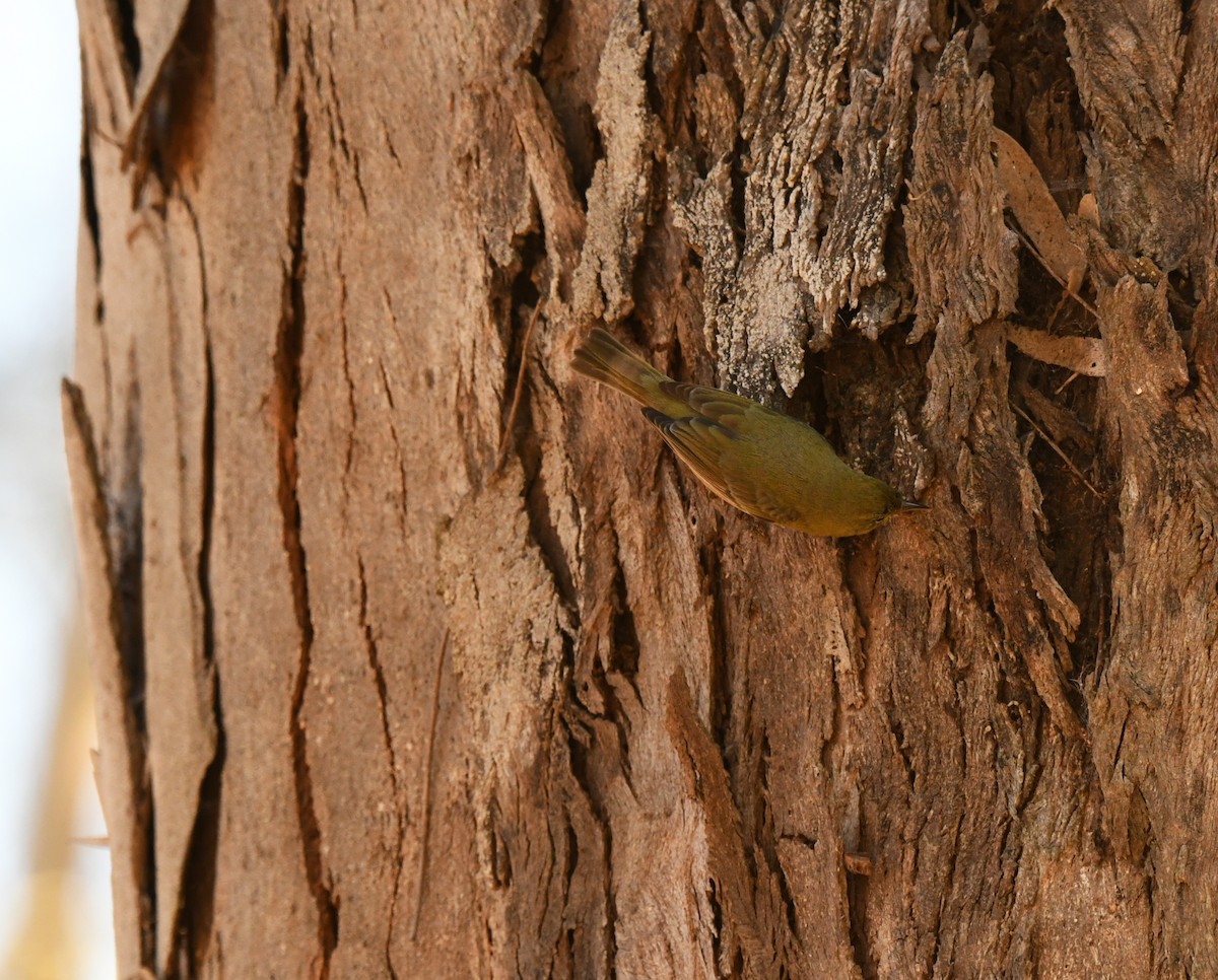 Orange-crowned Warbler - ML646606207