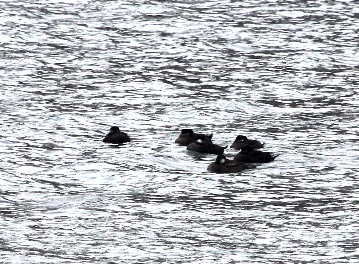Surf Scoter - ML646606208