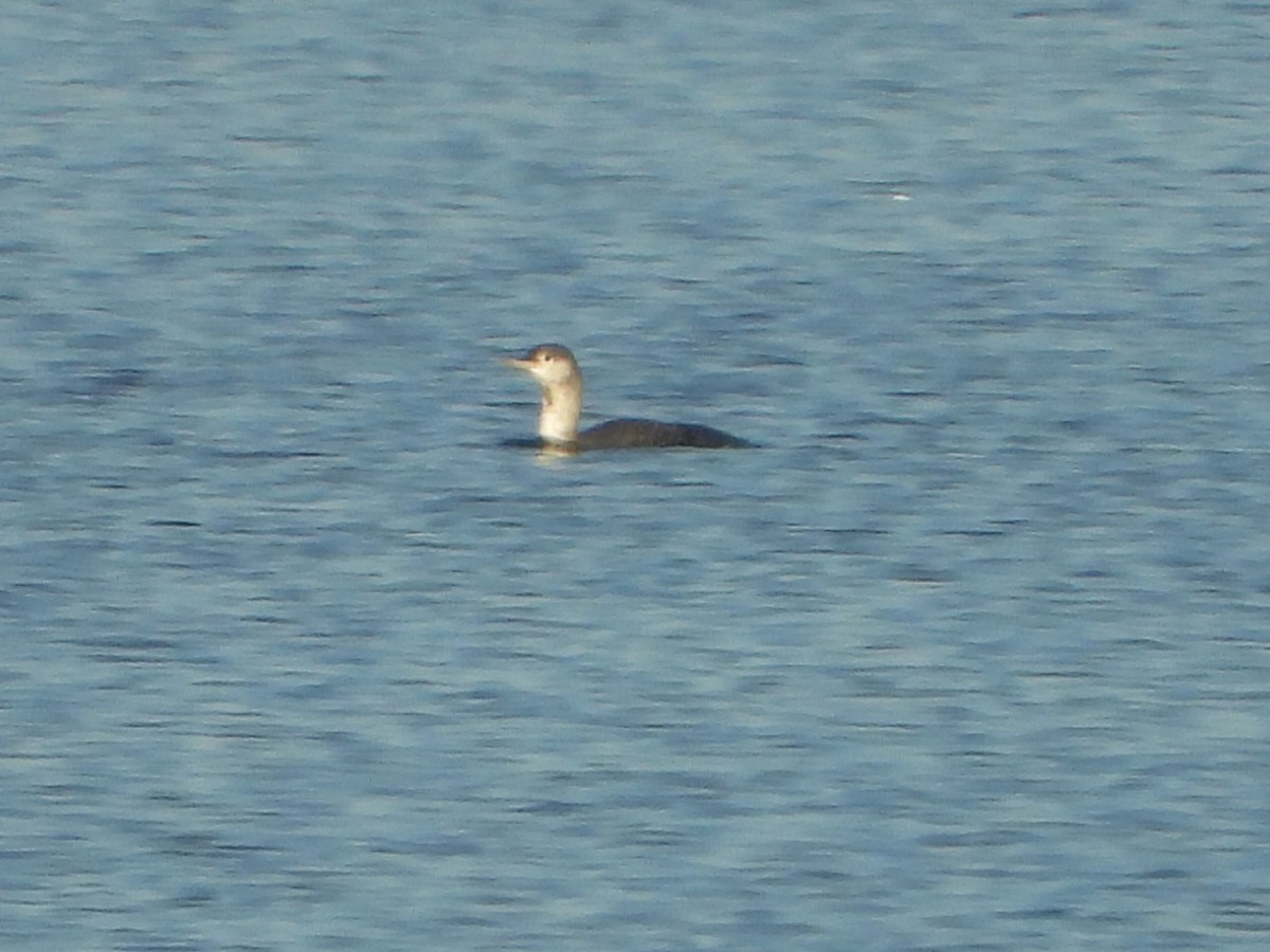 Strolaga minore - ML646606209