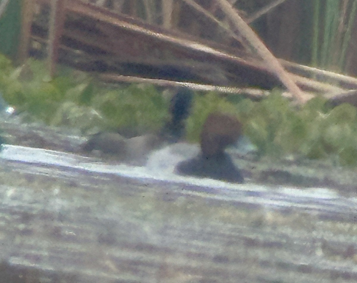 Porrón Americano - ML646606210