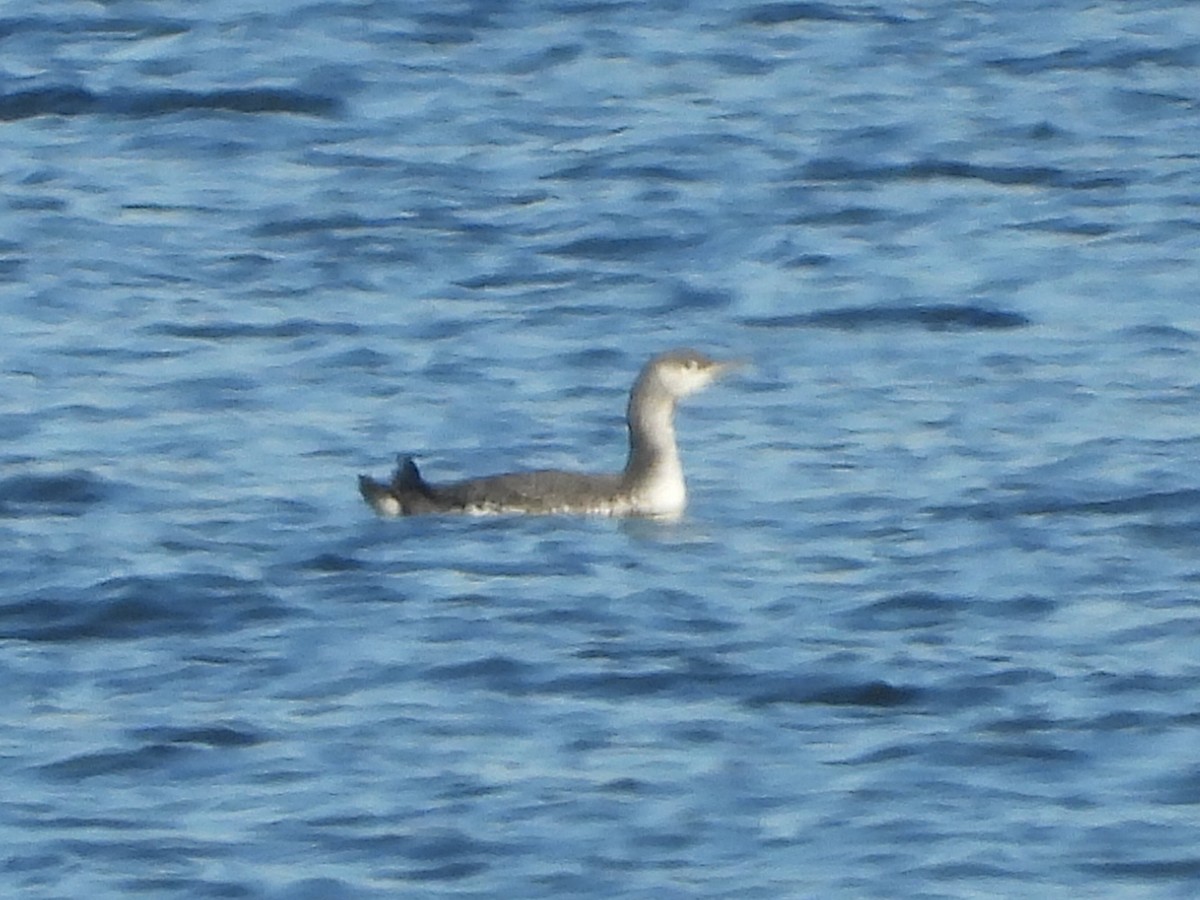 Strolaga minore - ML646606211