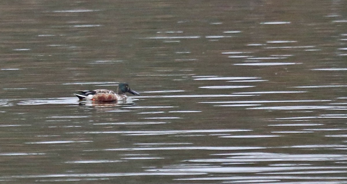 ハシビロガモ - ML646606212