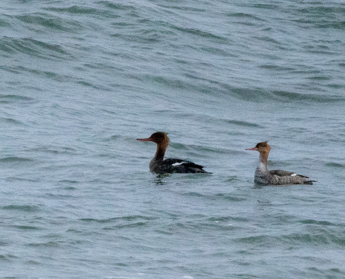 ウミアイサ - ML646606213