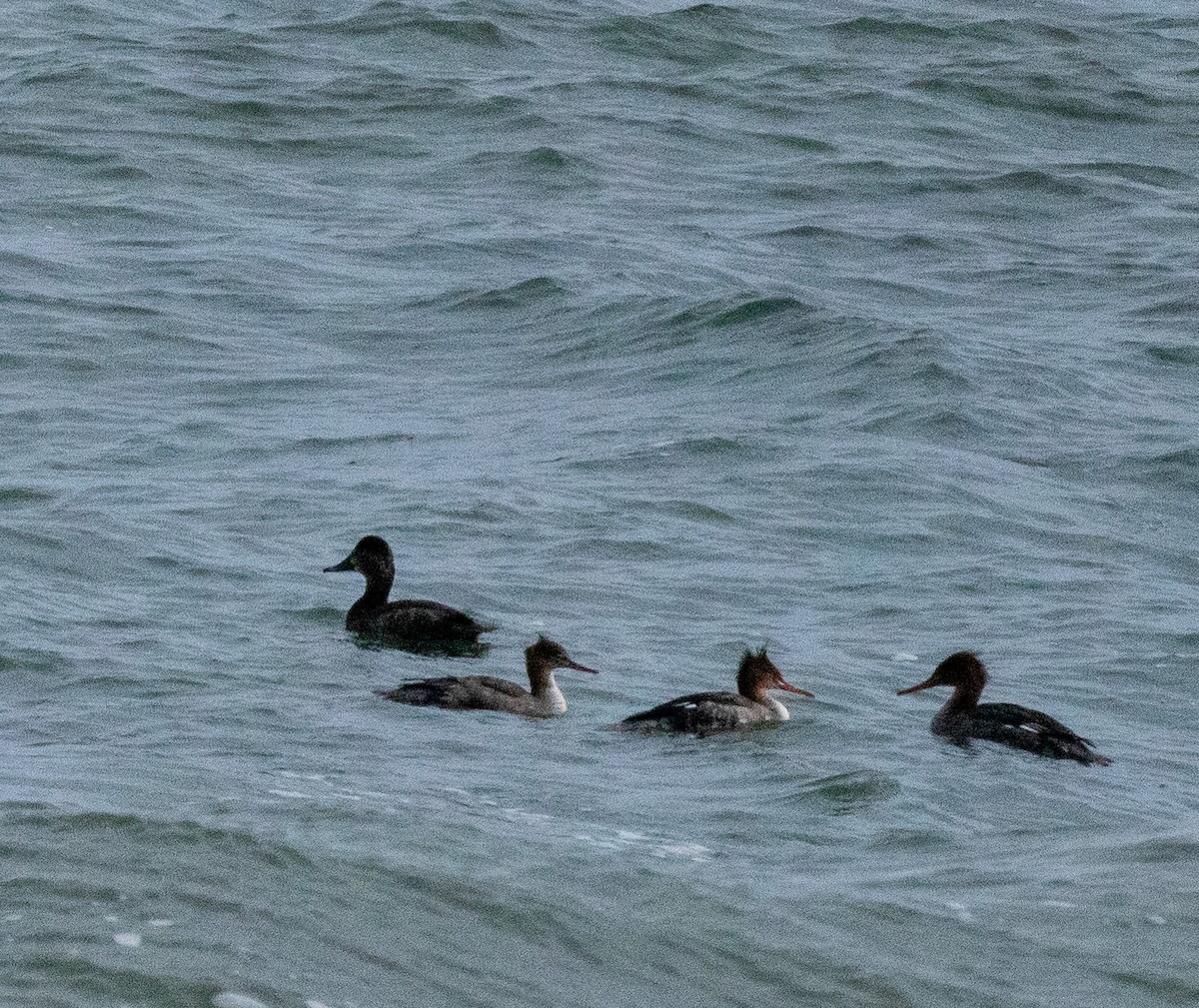 ウミアイサ - ML646606214