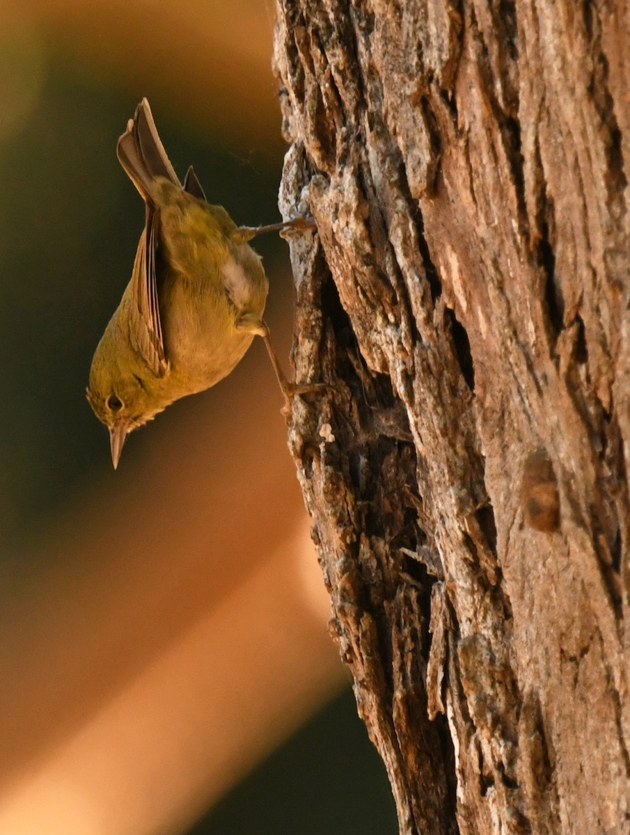 Orange-crowned Warbler - ML646606215
