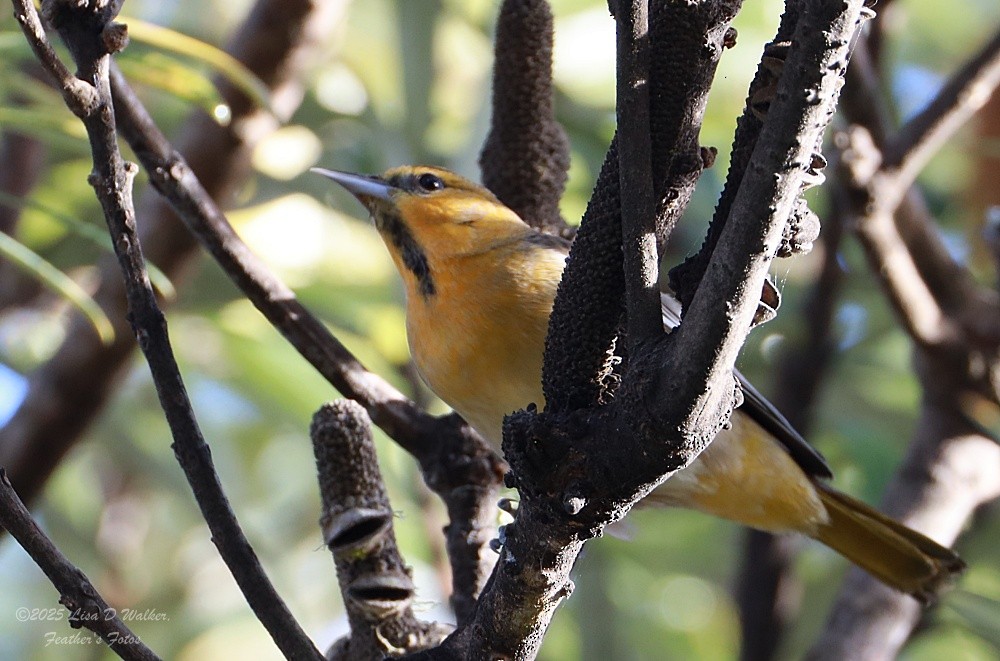 ビュラックムクドリモドキ - ML646606218