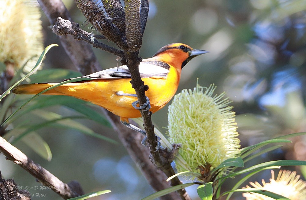 ビュラックムクドリモドキ - ML646606219