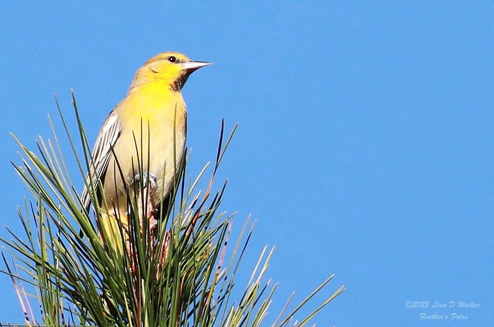 ビュラックムクドリモドキ - ML646606220