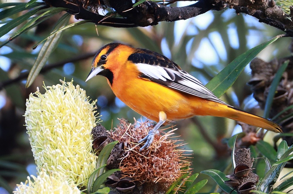 ビュラックムクドリモドキ - ML646606221