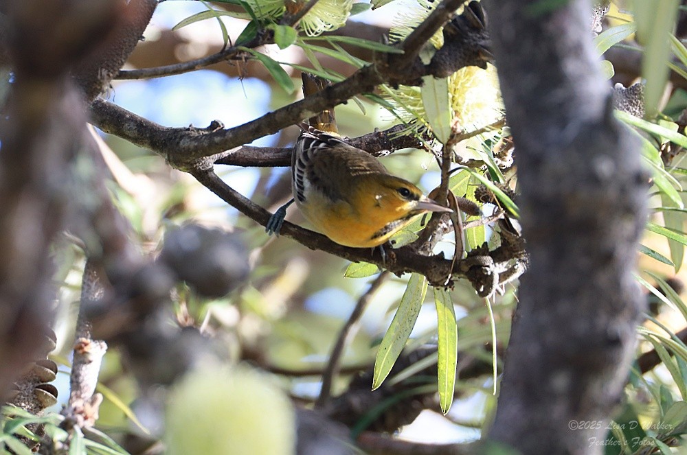 ビュラックムクドリモドキ - ML646606222