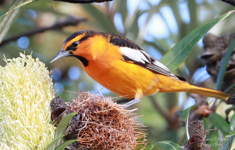 ビュラックムクドリモドキ - ML646606223