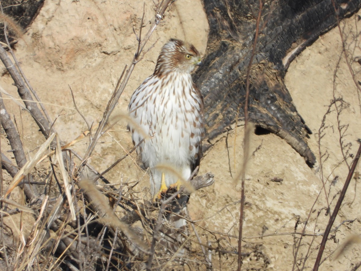 Cooper's Hawk - ML646606224