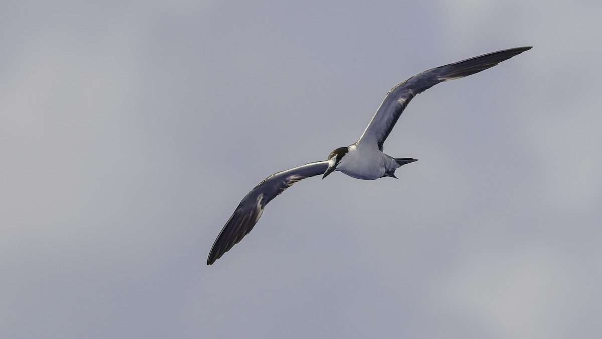 שחפית כהה - ML646606225