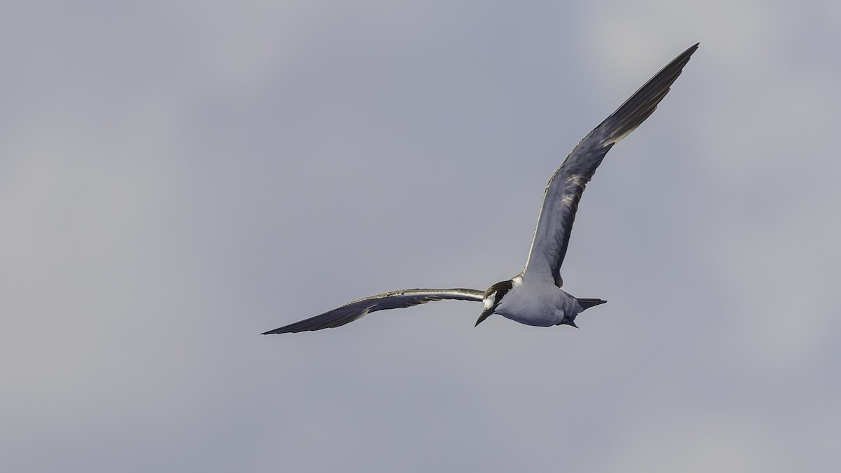 שחפית כהה - ML646606226