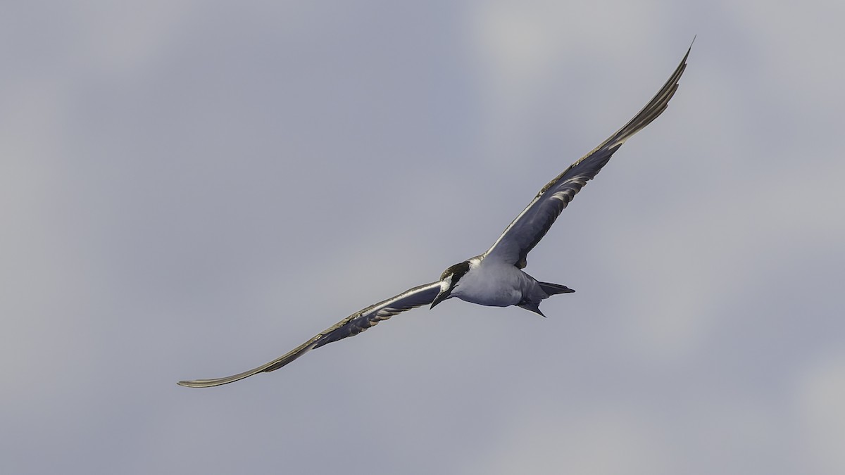 שחפית כהה - ML646606227